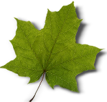 Green maple leaf